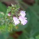선강약수터 하(구포-5) | (부산)백양산 서편둘레길~범방산~구포무장애숲길 산행 -2020년 10월 5일 월요일