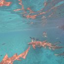 팜오션 | 몰디브 마푸시 익스커션 솔직 후기｜쉐도우팜 vs 아이콤 vs 오션비스타 가격·만족도 비교