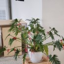 카페 소프(cafe sof)