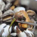 벌교꼬막 직거래 유통 이미지