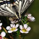 나비생태공원 이미지