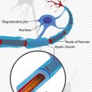 Re:Re:위키디피아 oligodendrocyte 이미지