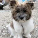 포인핸드 입양후기🧡 2008. 지동