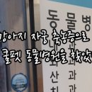 쿨펫(평촌) 네이버블로그