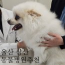 울산 강일웅동물메디컬센터 이미지