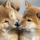 금천사료 이미지