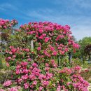 장미정원 이미지