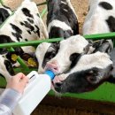 이주목장 | [김포] 피자 만들기&amp;목장 체험 ‘연보람목장’