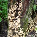 노고단-8 이미지