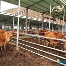 광선축산 이미지