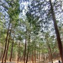 편백숲,쉼 이미지