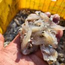 11월27일.뻘낙지,호래기,갈치회,활암꽃게,절단꽃게,활붕장어,반건조삼치,하모샤브.회,백합,건조중하,홍어회.건조배오 이미지