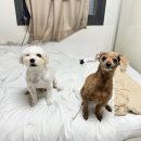 강아지당 | 강아지눈물영양제_눈물싹싹 사용 후기
