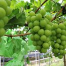 샤인하우스 가동 이미지