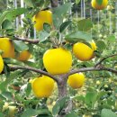 군민의 날 헬로콘서트 좋은날 이미지