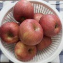 대자연농원 | 정담아농원 부사사과, 신선도와 품질 모두 잡은 믿고 먹는 사과