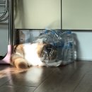 실이 그루밍 이미지