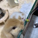 CU 송파방이점 | [송파 방이동] 길고양이마을-고양이 카페 후기