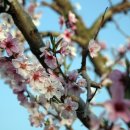 복숭아꽃 살구꽃 이미지