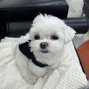 전주 서신동 긴머리 매직펌 미용실 살롱은비, 곱슬머리 솔직후기