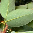 나무 206 이미지