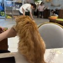 아가마미 고양이카페 이미지