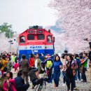 (4월여행) 벚꽃축제 가볼만한 곳 베스트 5 이미지