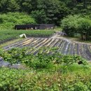 광영 농장 이미지