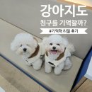 강아지 친구 | 강아지도 친구를 기억할까? 반려견 기억력 리얼 후기