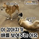 이 강아지가 자꾸만 배를 보여주는 이유 이미지