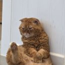 냥떼목장 이미지