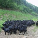 청송흑염소농장 이미지