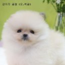 24시 블루밍 동물병원 이미지