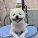 내사랑땡구 네이버블로그