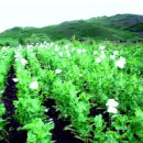 병기농장 이미지