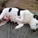 나루동물병원 이미지