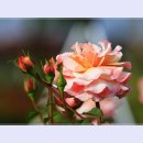 곡성-015 티스토리