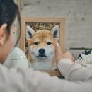 반려동물 이동서비스 이미지