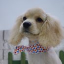 Pet salon 이미지