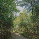 약초활용 생활건강법 이미지