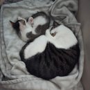 원펫앤캣그루밍 | [공지] 고양이 합사 스트레스 | 놓치기 쉬운 성묘 행동 변화 신호 3가지