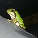 청개구리 이미지