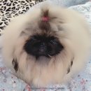 애니원애견미용 이미지