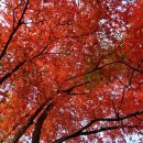 남한산 단풍ㅡ놀라워라 ㆍ단풍나무와 복자기나무/이진백사진 이미지