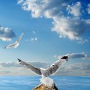 고요 이웃 이미지