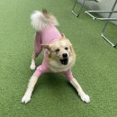 도그어스플래닛 영종도점 이미지