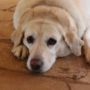 강아지 와요와요 이미지