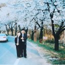 경주 벚꽃 통일전 지난추억 사진 이미지