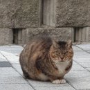 깜시네