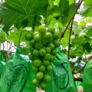 신평동1122 이미지